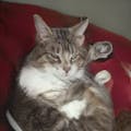 This Cat Does Not Exist