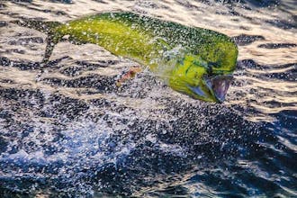 Captain Experiences gallery image