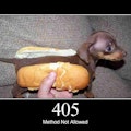 HTTP Status Dogs