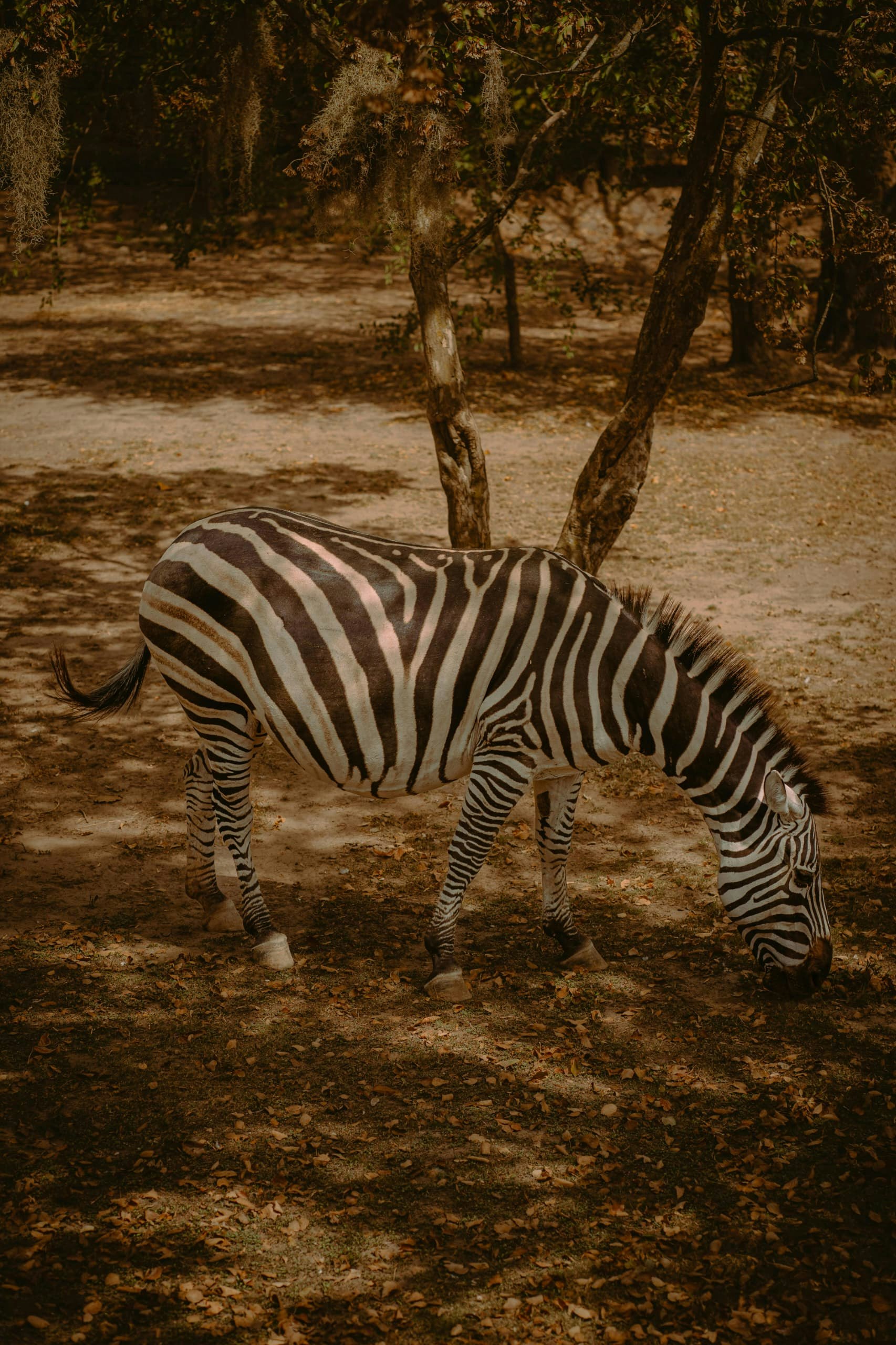 Africantrust Safari gallery image