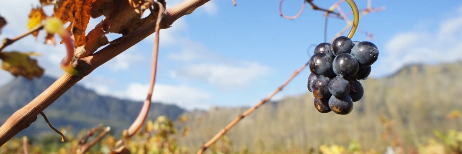 Christopher Ling cover