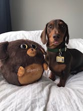 Waggables gallery image