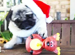 GIF Holiday Card Creator