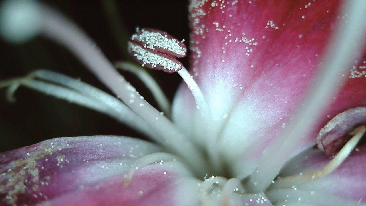 ScopeAround gallery image