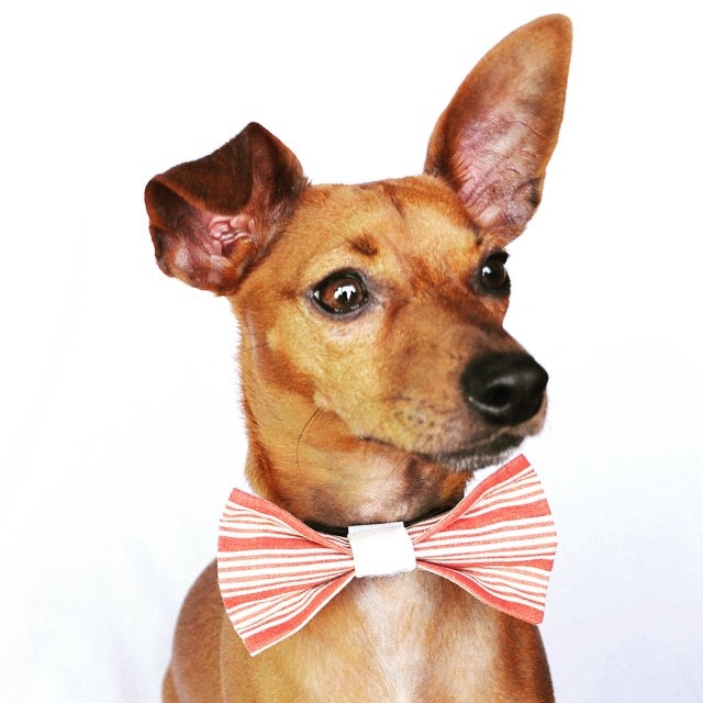 Thrifty Pup gallery image