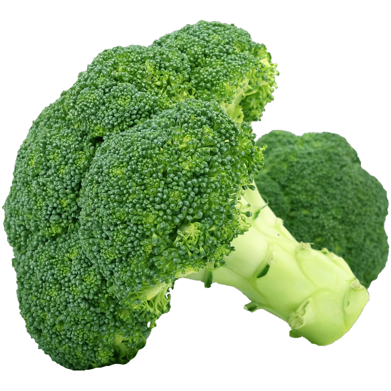 GreenBroccoli.eu - Product Hunt launch logo and brand identity