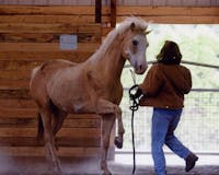 The Best Horse Training media 3