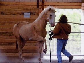 The Best Horse Training gallery image