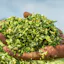 Corn Silage