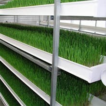 Hydroponic Fodder System gallery image