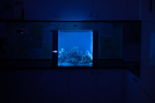 Bluenero gallery image