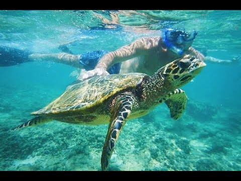 Snorkeling tri Gili islands gallery image