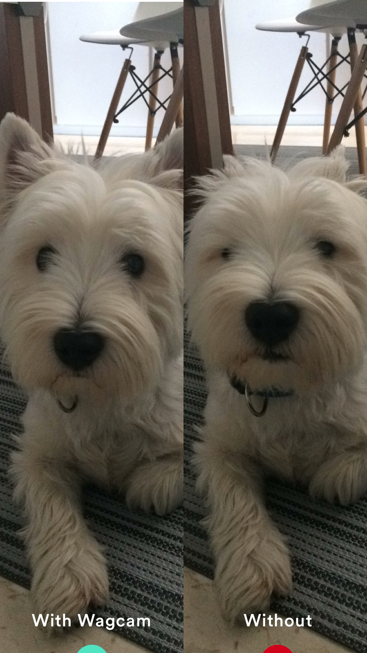 Wagcam 1.5 gallery image