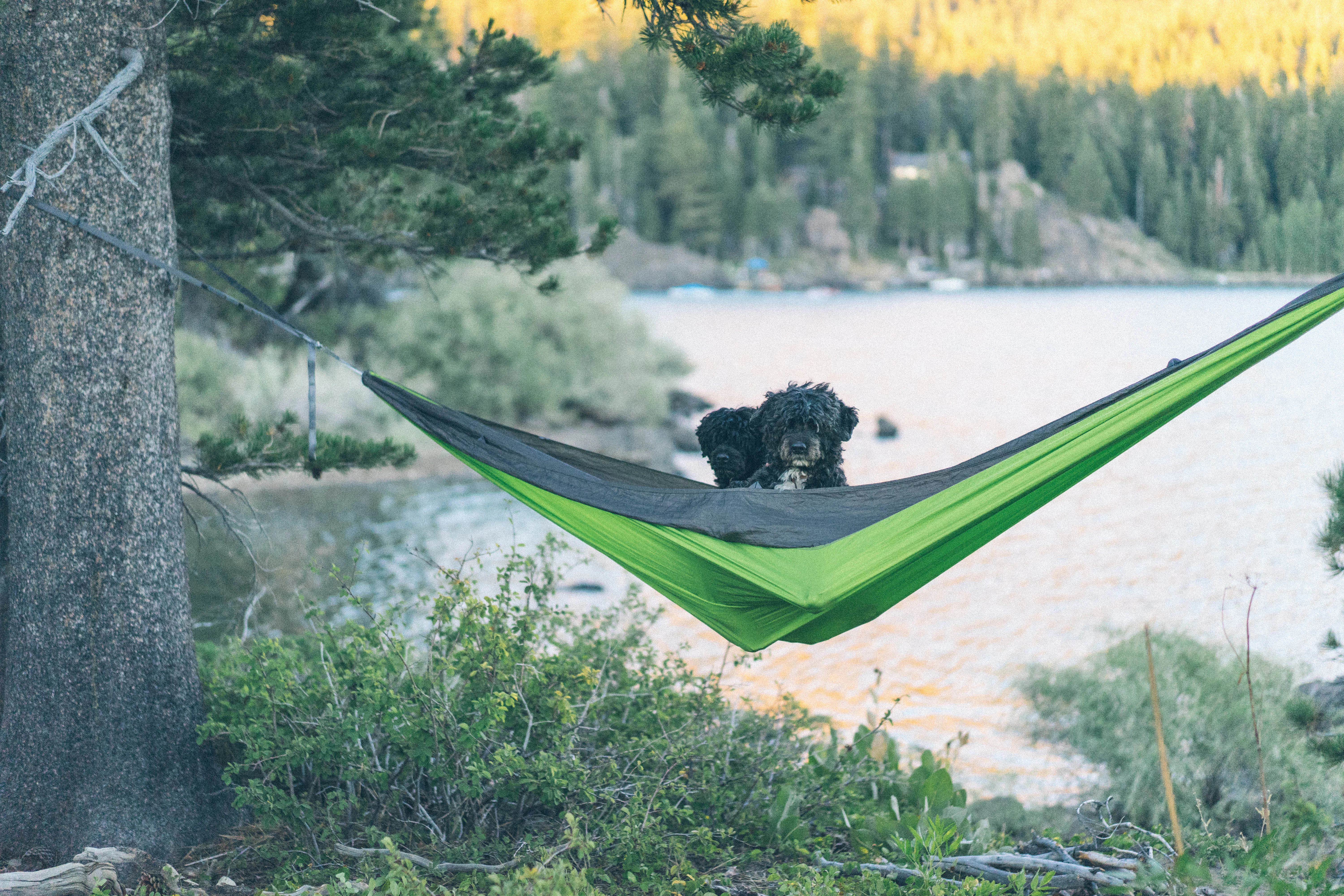 Alan Dangerfield cover