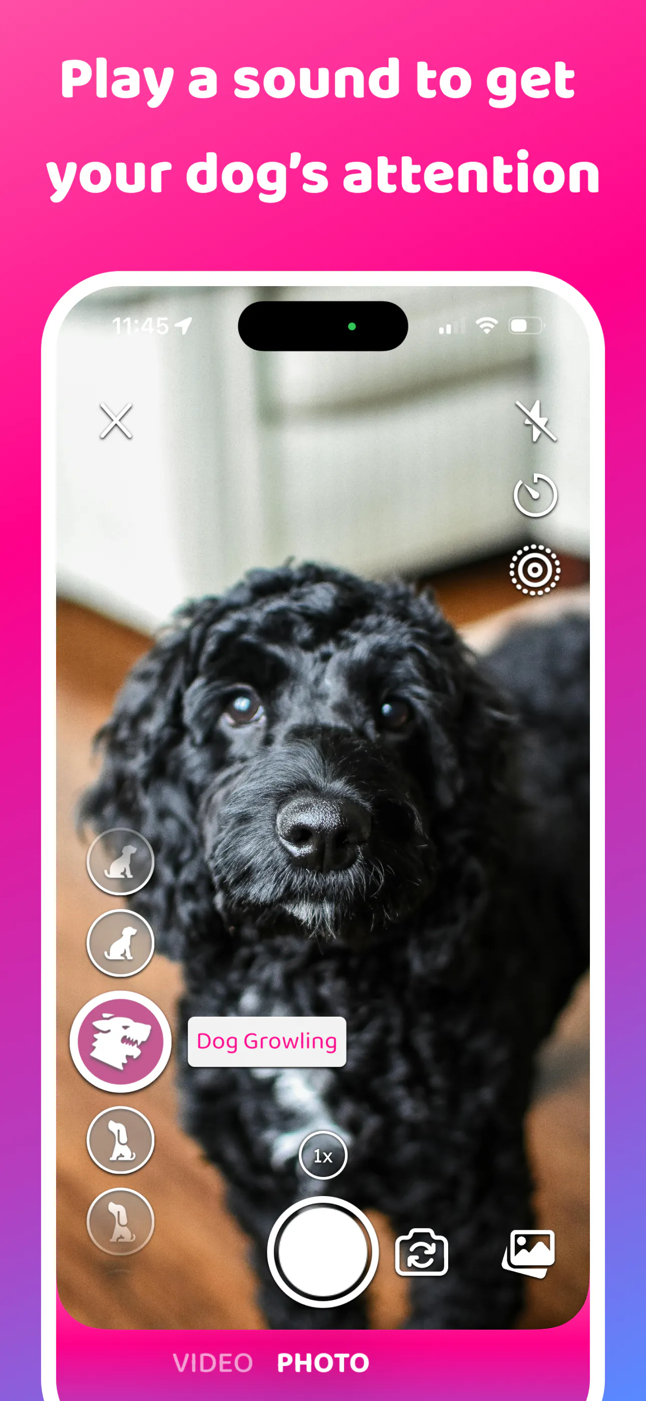 DogCam - Dog Selfie Camera gallery image