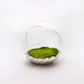 Orbella Fragrant Moss
