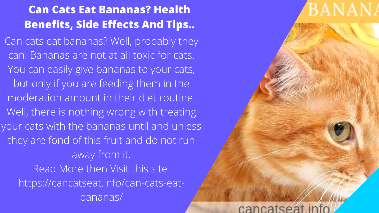 cancatseat