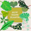 How Many Plants