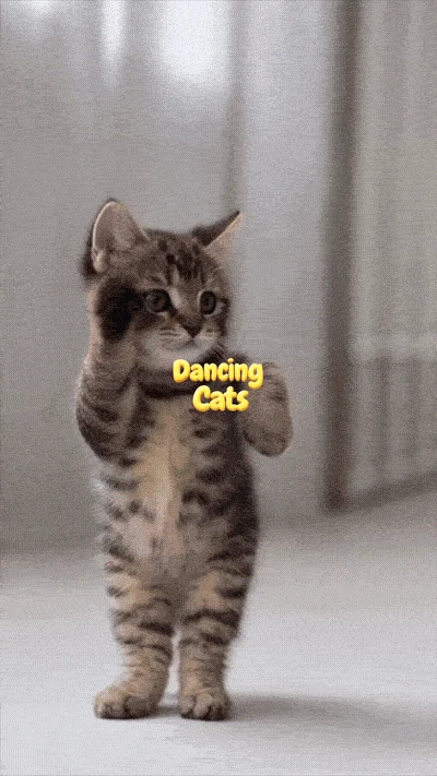 DANCING CATS App screenshot 2
