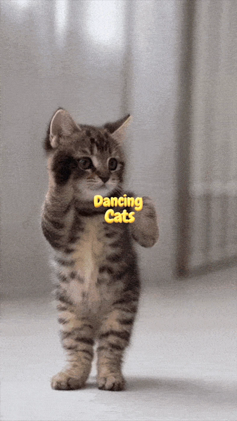 DANCING CATS App screenshot 2