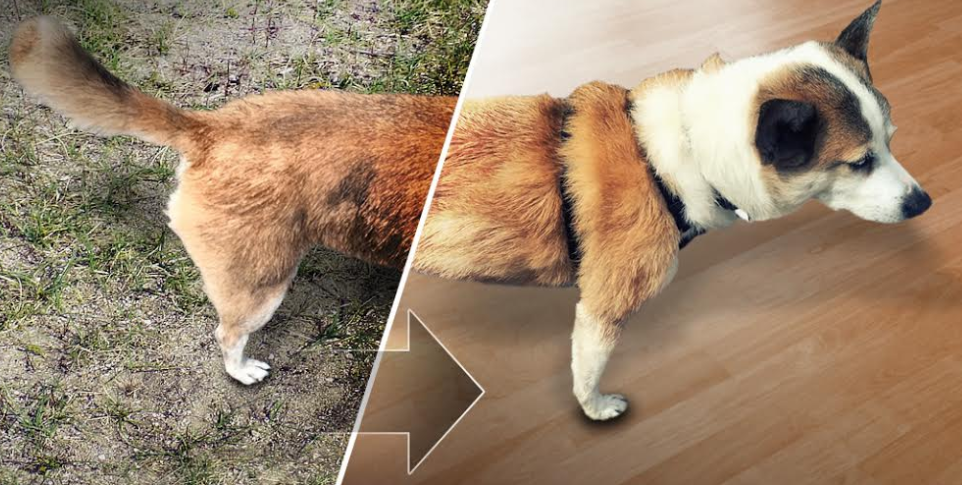 PetScrub gallery image