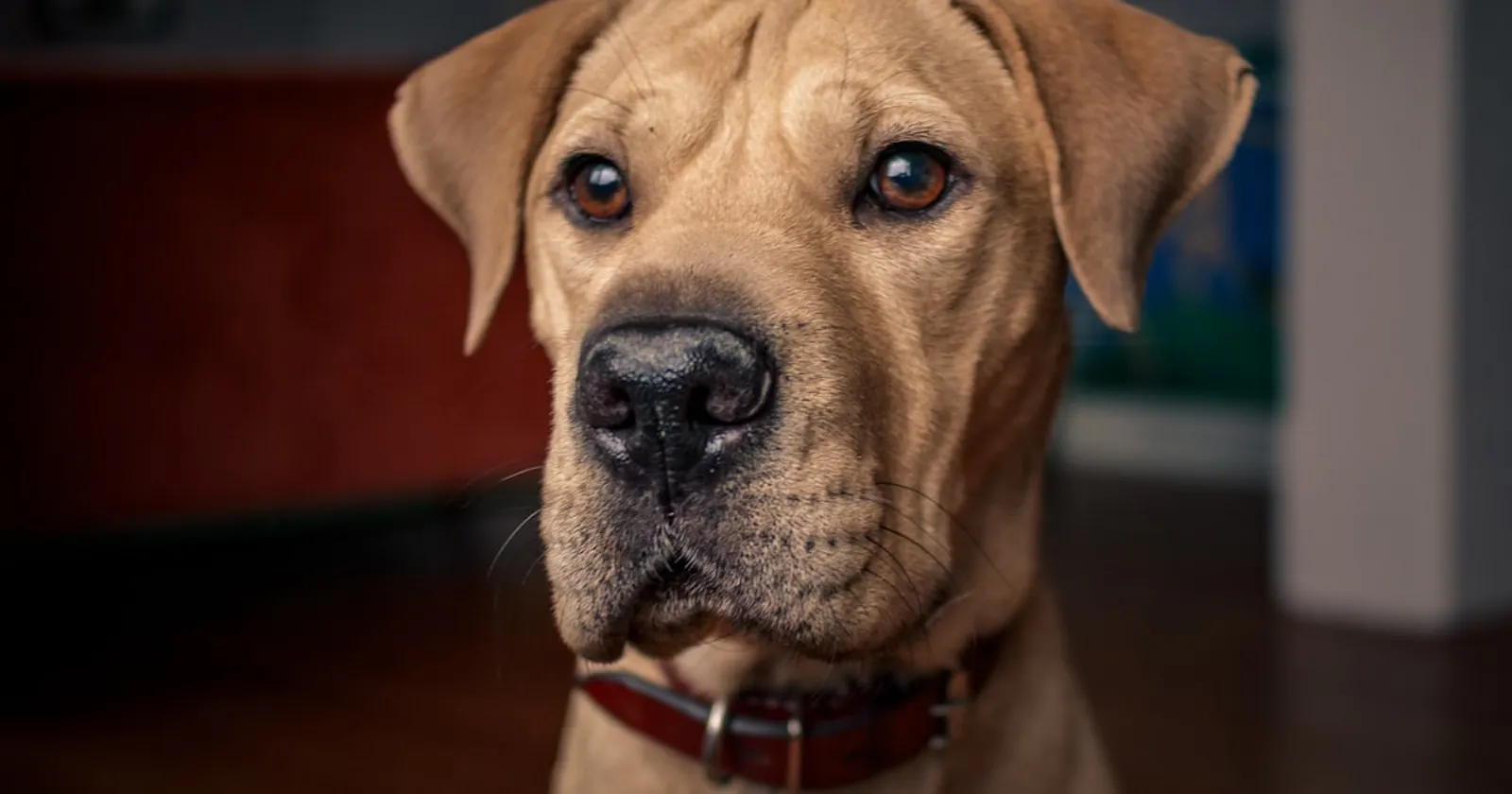 PetMatch screenshot 2