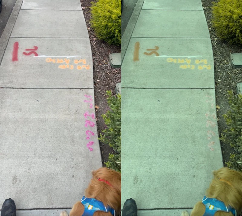 Pawvision screenshot 10