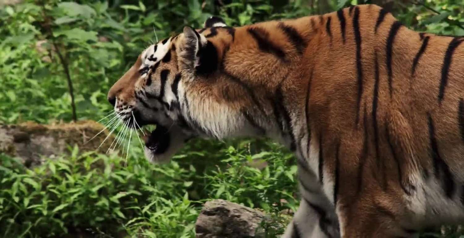 Eco Companion gallery image