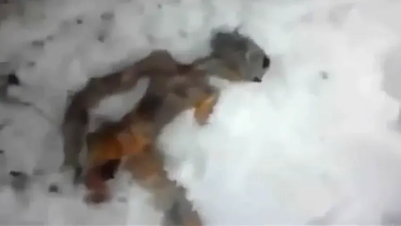 The scariest things found frozen in ice gallery image