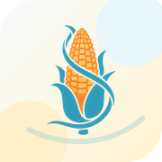 SolidCorn