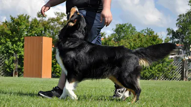 Training Your Dog gallery image