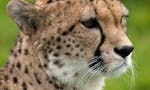 Cheetah Track image