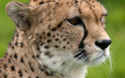 Cheetah Track media 1