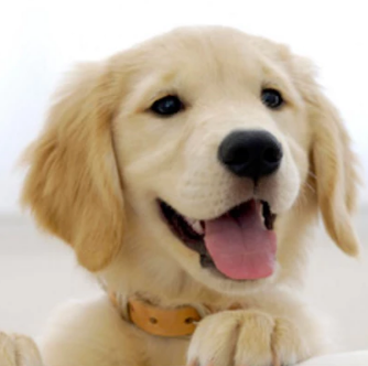 Doglar gallery image