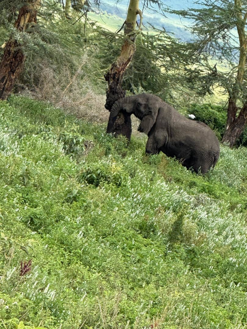 Africantrust Safari gallery image