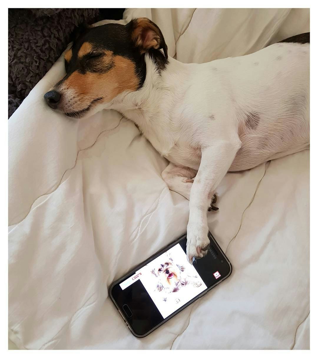 RelaxMyDog gallery image