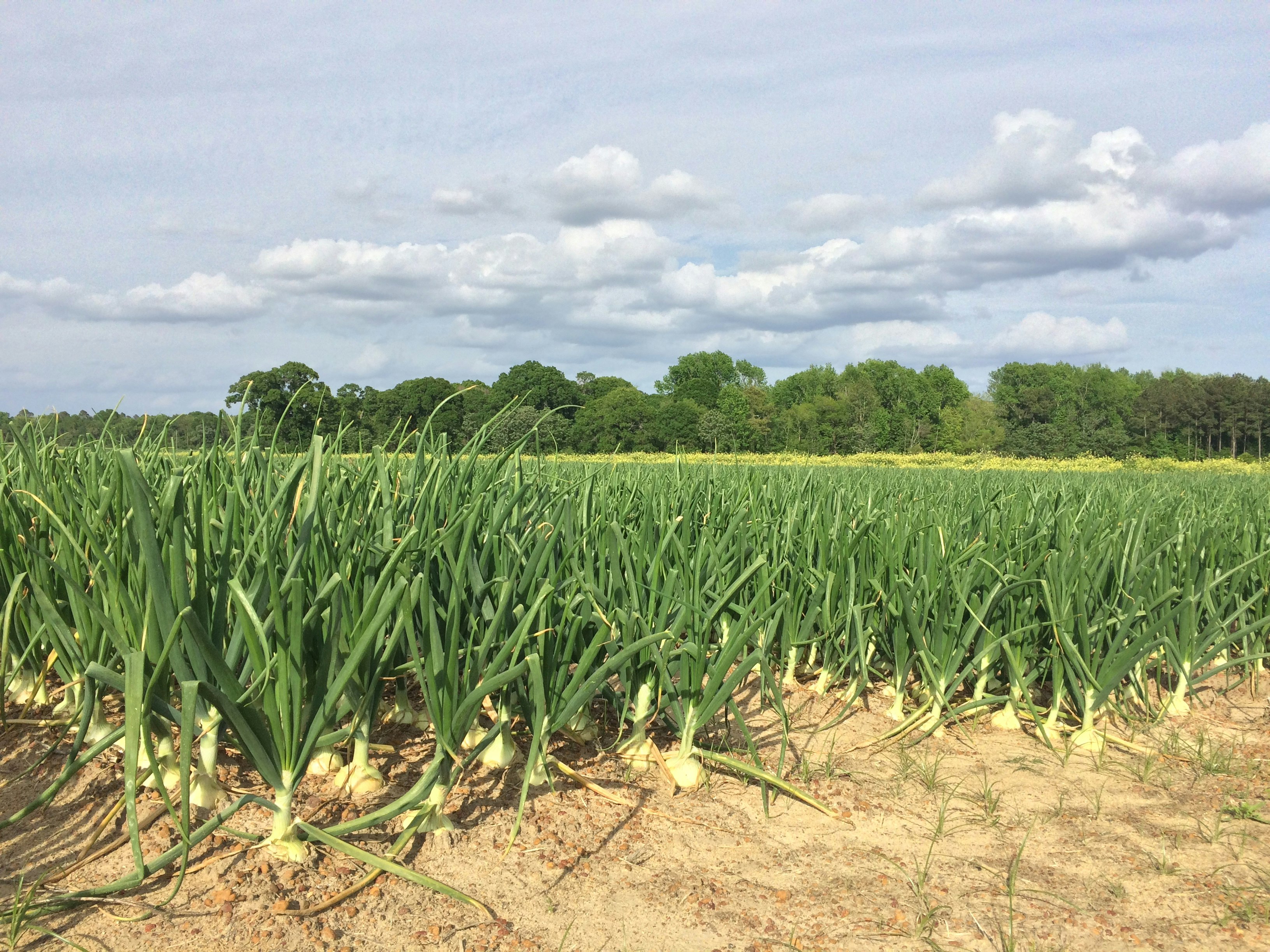 VidaliaOnions.com gallery image