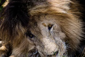 Kenya Bush and Beach Safari Holiday gallery image
