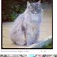 I know where your cat lives