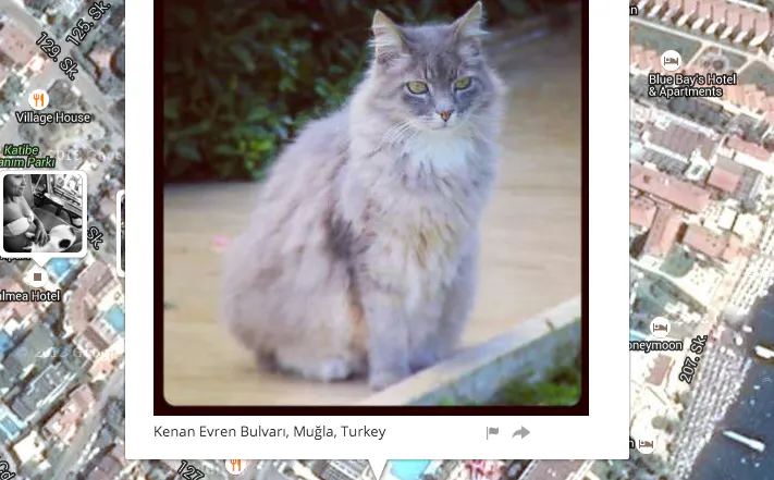 I know where your cat lives