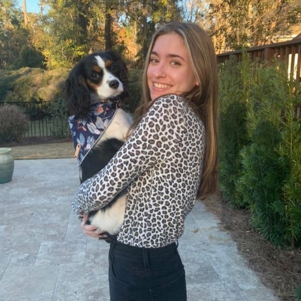 Cavalier King Charles Breeders gallery image