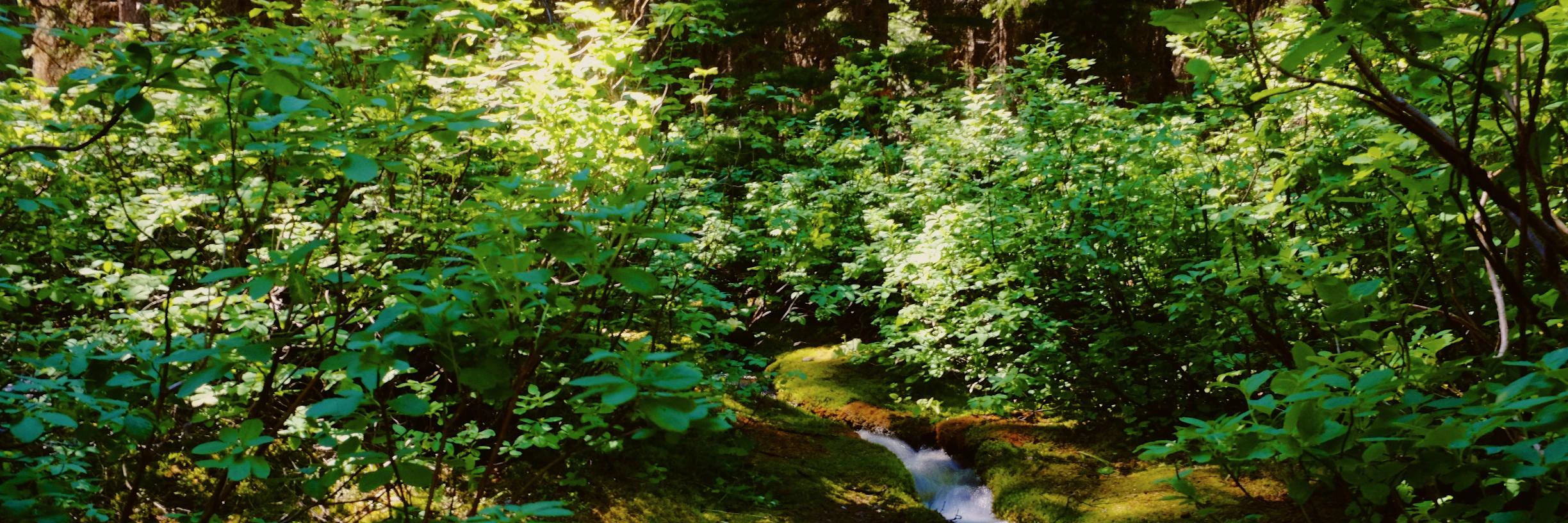 Shridhar Gupta cover