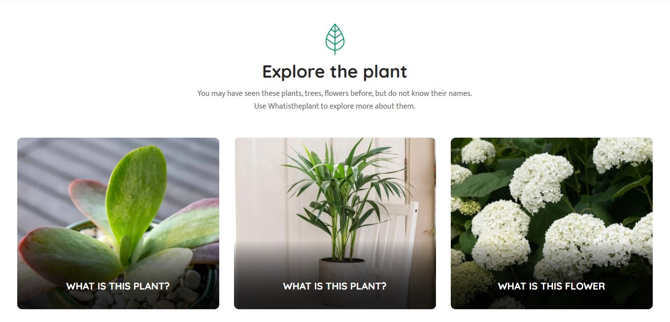 What is the Plant? gallery image