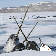 narwhal for reddit gallery image