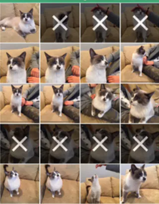 Purrge