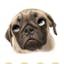 Talking Pug The Puppy Dog For Your iPhone