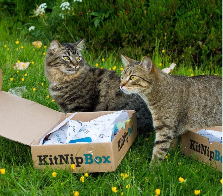 KitNipBox gallery image