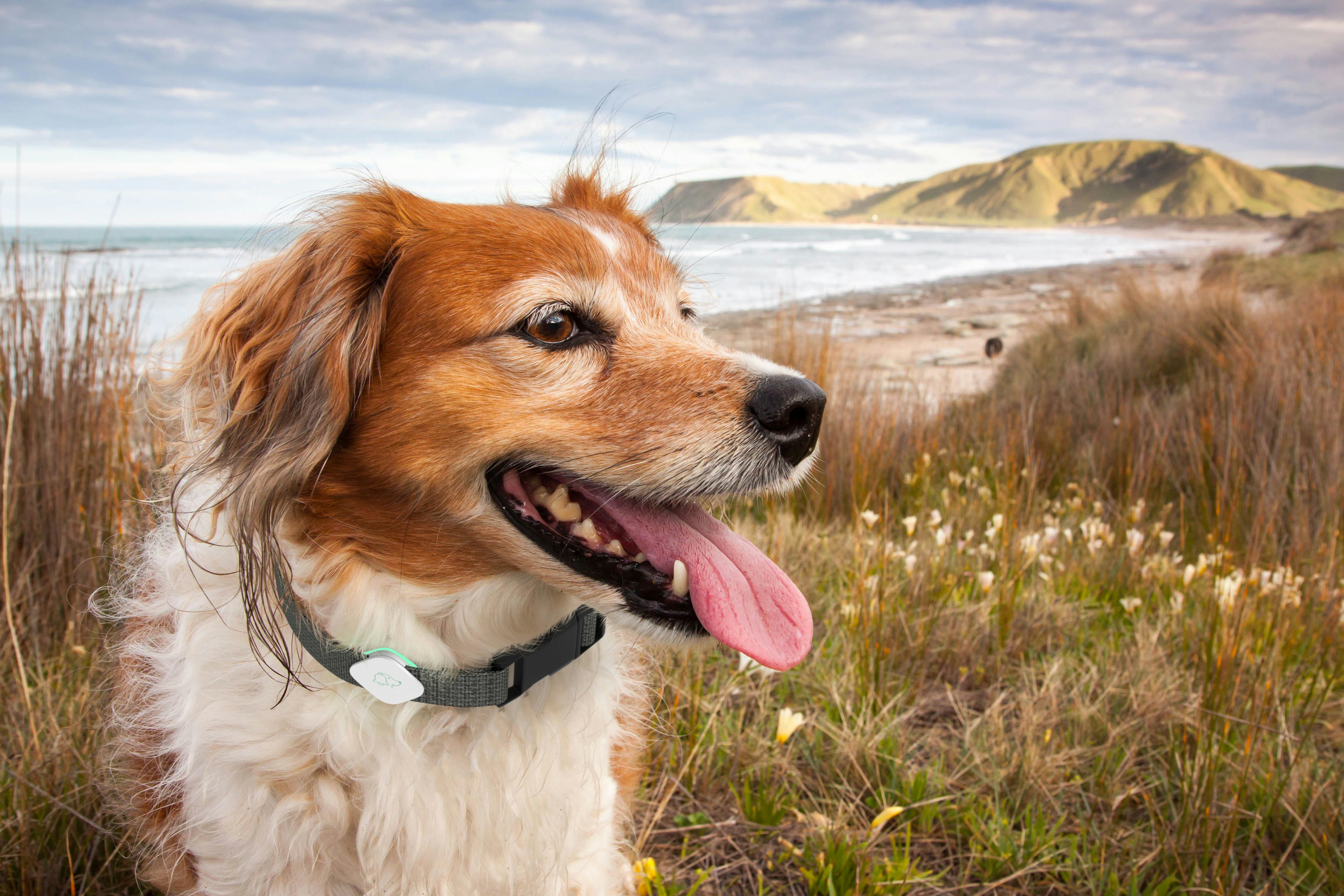 Pup•eeze gallery image