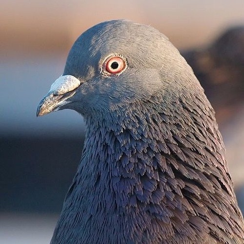 ART + Marketing Podcast #1: Rise of the Rant