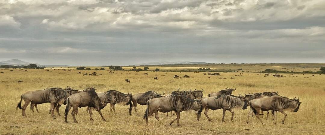 Africantrust Safari gallery image